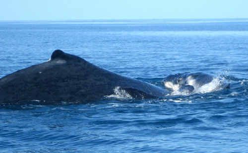 Nala lifting her calf (above) and (right) showing her tail fluke, which is used to identify her. Whale tail markings are unique to each whale, much like the human fingerprint. Nala lifting her calf (above) and (right) showing her tail fluke, which is used to identify her. Whale tail markings are unique to each whale, much like the human fingerprint.